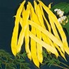 'Bush Blue Lake' Beans Seeds | Seeds Shop Store