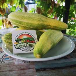 Sementes de pepino russo Murom - 2.4