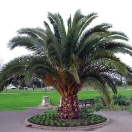Seme Palme Kanarska datulja (Phoenix canariensis) - 322.546331