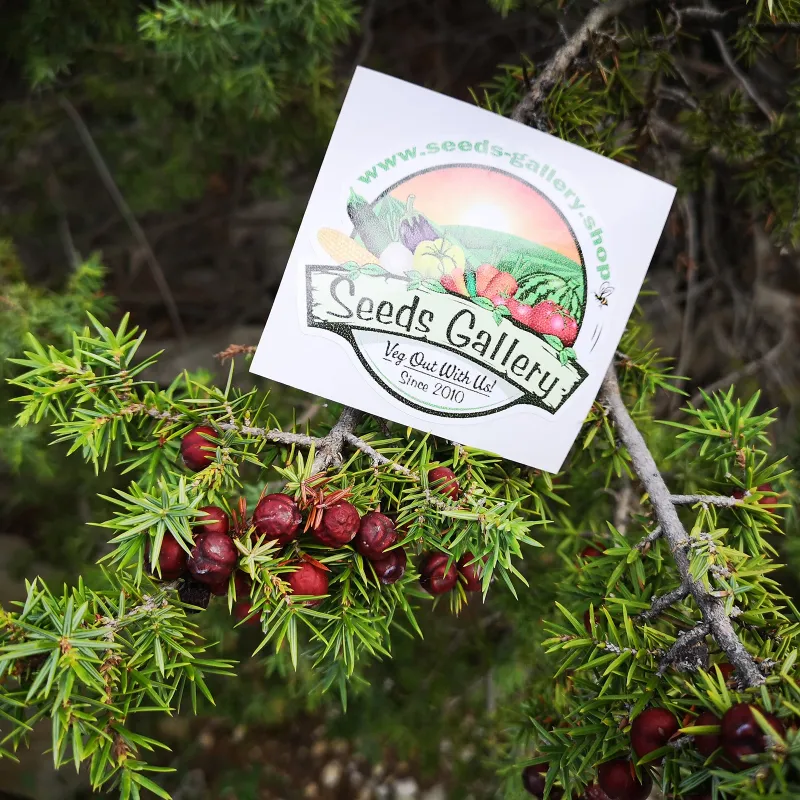 Juniper berries - whole berries - Highest quality | Seeds Shop Store