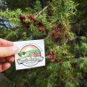 Juniper berries - whole berries - Highest quality | Seeds Shop Store