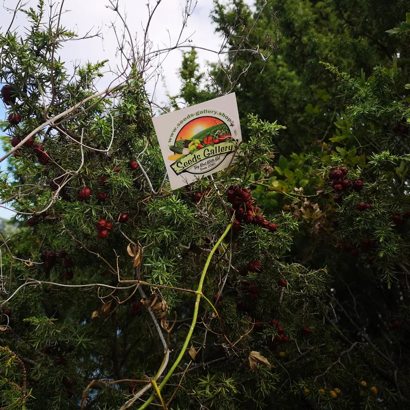 Juniper berries - whole berries - Highest quality | Seeds Shop Store