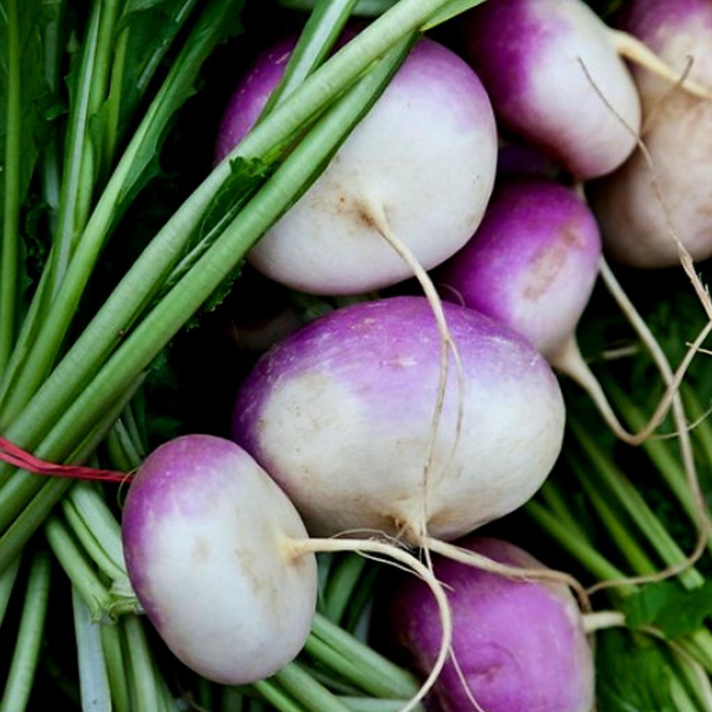 Beet Kranjska round seeds | Seeds Shop Store