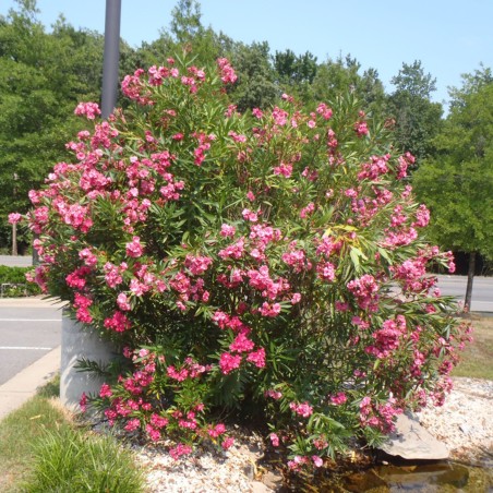 Rose Bay - Rose Laurel Seeds (Nerium oleander) | Seeds Shop Store
