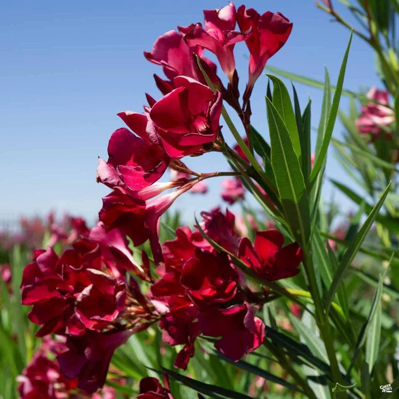 Rose Bay - Rose Laurel Seeds (Nerium oleander) | Seeds Shop Store