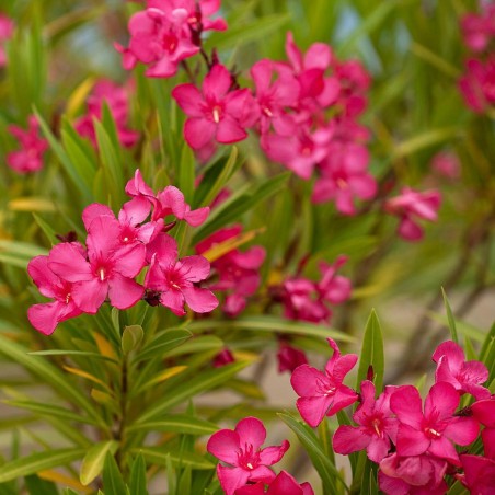 Rose Bay - Rose Laurel Seeds (Nerium oleander) | Seeds Shop Store