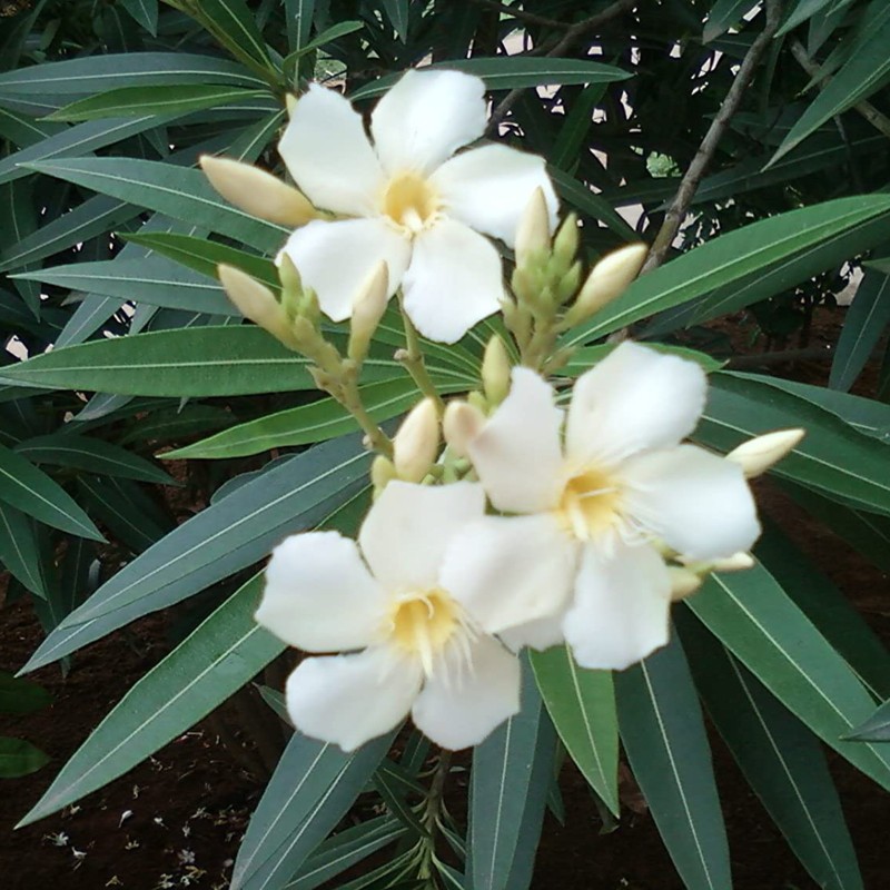 Rose Bay - Rose Laurel Seeds (Nerium oleander) | Seeds Shop Store