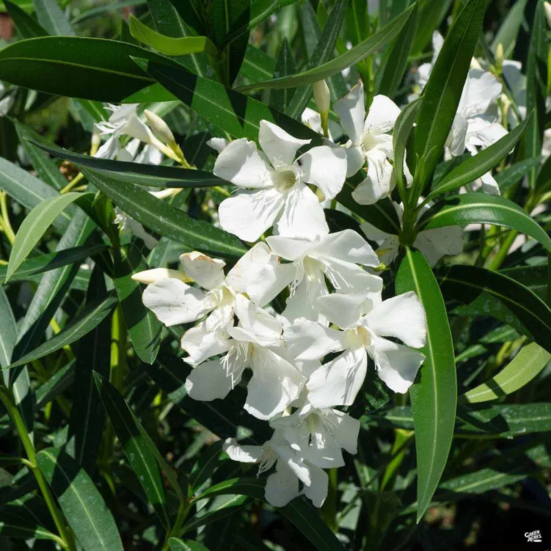Rose Bay - Rose Laurel Seeds (Nerium oleander) | Seeds Shop Store