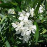 Rose Bay - Rose Laurel Seeds (Nerium oleander) | Seeds Shop Store