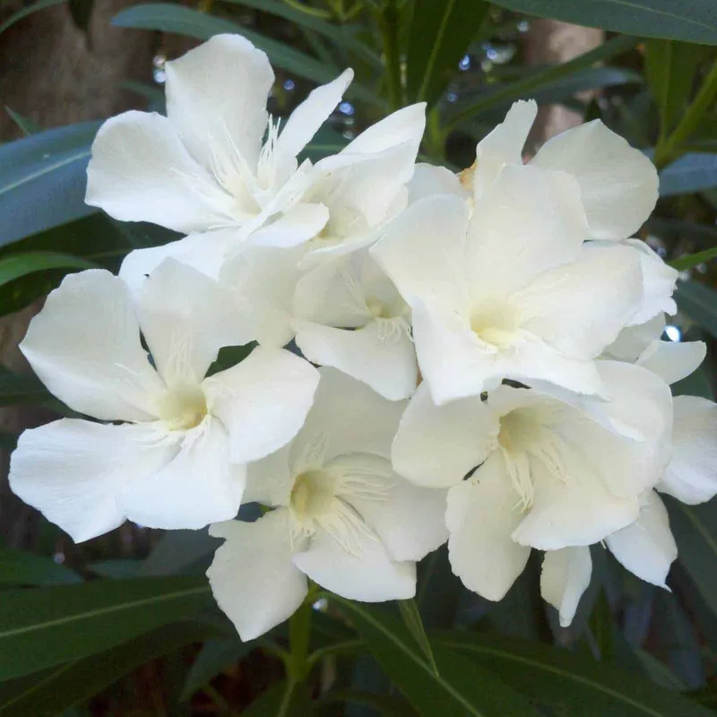 Rose Bay - Rose Laurel Seeds (Nerium oleander) | Seeds Shop Store
