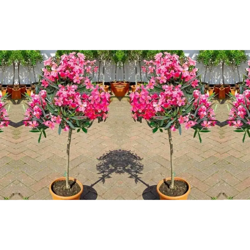 Rose Bay - Rose Laurel Seeds (Nerium oleander) | Seeds Shop Store