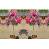 Rose Bay - Rose Laurel Seeds (Nerium oleander) | Seeds Shop Store