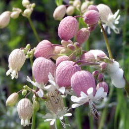 Bladder Campion Seeds (Silene vulgaris) - 1.755