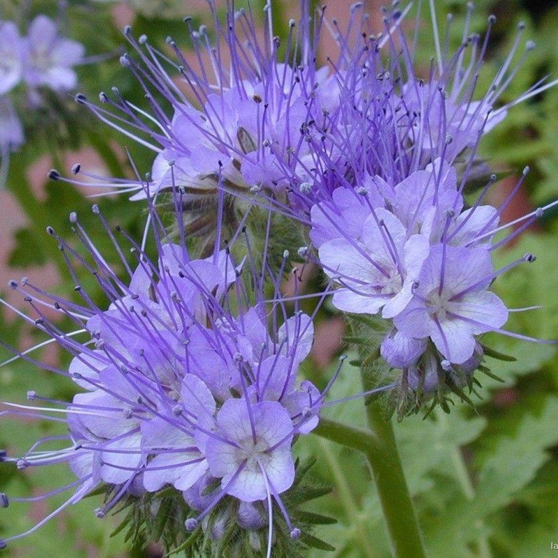 Facelia błękitna Nasion (Phacelia tanacetifolia) | Seeds Shop Store