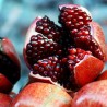 Nasiona Granat właściwy (Punica granatum) - 287.359459