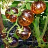Dark Galaxy Tomato Seeds | Seeds Shop Store