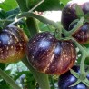 Dark Galaxy Tomato Seeds | Seeds Shop Store