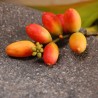 Melinjo Seeds (Gnetum gnemon) | Seeds Shop Store
