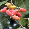 Melinjo Seeds (Gnetum gnemon) | Seeds Shop Store