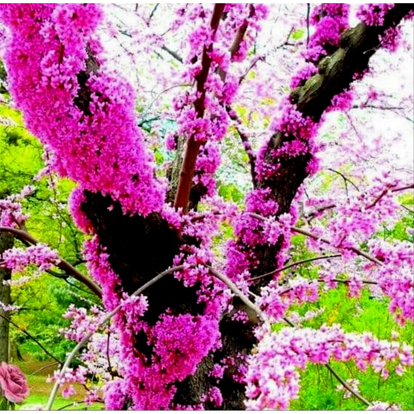 Σπόροι Κουτσουπιά (Cercis siliquastrum) - 228.714671