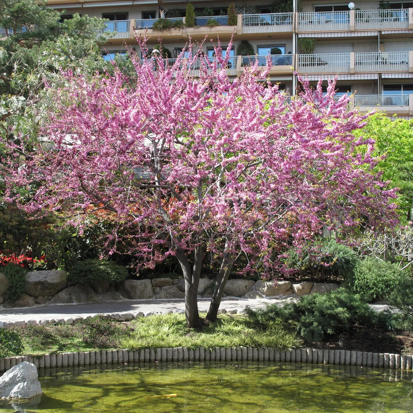 Σπόροι Κουτσουπιά (Cercis siliquastrum) - 228.714671