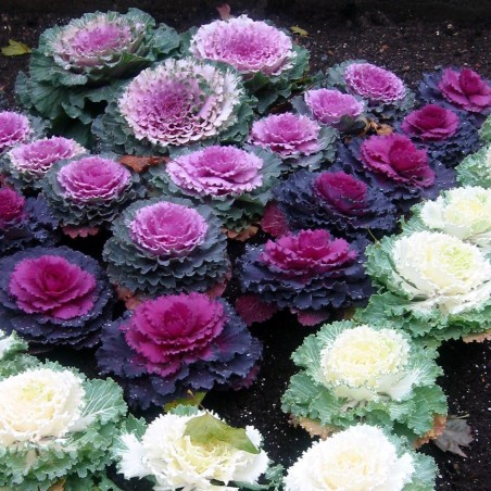 Ornamental cabbage Seeds | Seeds Shop Store