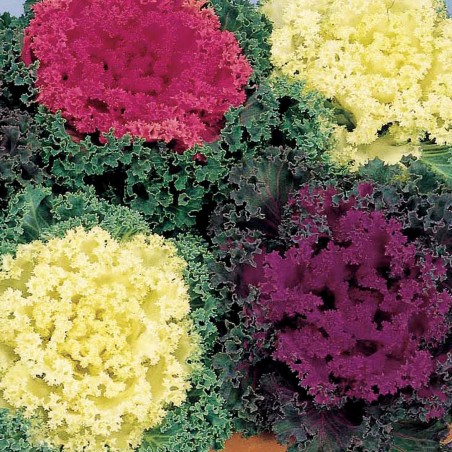 Ornamental cabbage Seeds | Seeds Shop Store