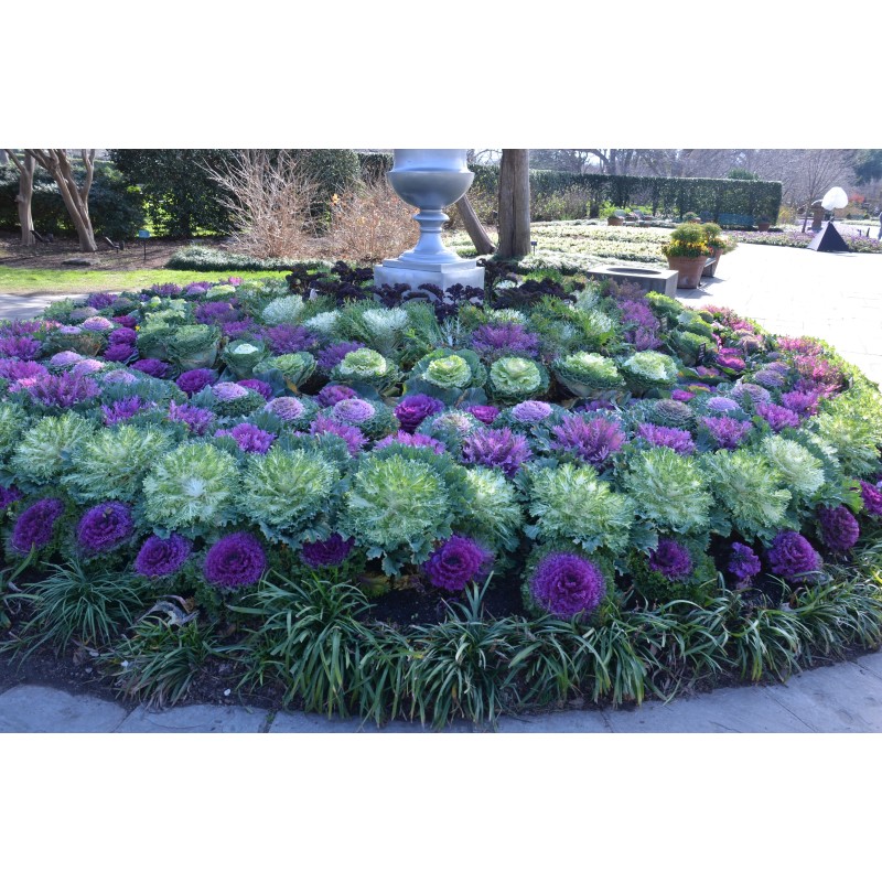 Ornamental cabbage Seeds | Seeds Shop Store
