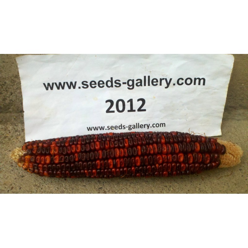 Bloody Butcher Sweetcorn Seeds | Seeds Shop Store