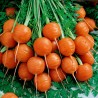 Carrot Seeds Parisian - Paris Market | Seeds Shop Store