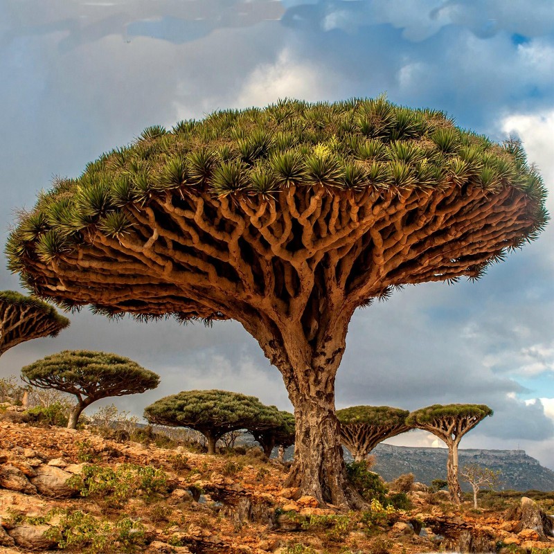 Canary Islands dragon tree Seeds (Dracaena draco) | Seeds Shop Store