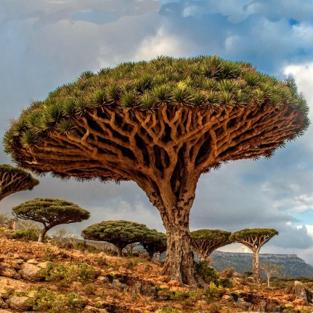 Canary Islands dragon tree Seeds (Dracaena draco) | Seeds Shop Store