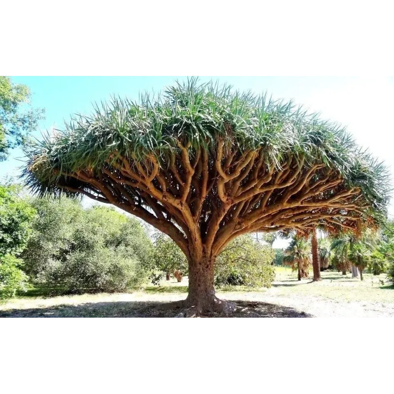 Canary Islands dragon tree Seeds (Dracaena draco) | Seeds Shop Store