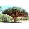 Canary Islands dragon tree Seeds (Dracaena draco) | Seeds Shop Store