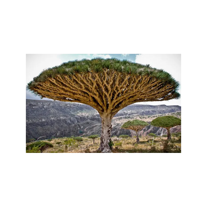 Canary Islands dragon tree Seeds (Dracaena draco) | Seeds Shop Store