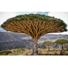 Canary Islands dragon tree Seeds (Dracaena draco) | Seeds Shop Store