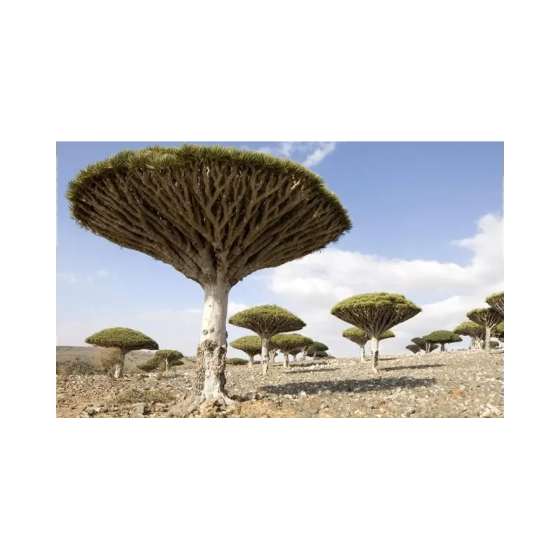 Canary Islands dragon tree Seeds (Dracaena draco) | Seeds Shop Store