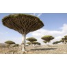Canary Islands dragon tree Seeds (Dracaena draco) | Seeds Shop Store