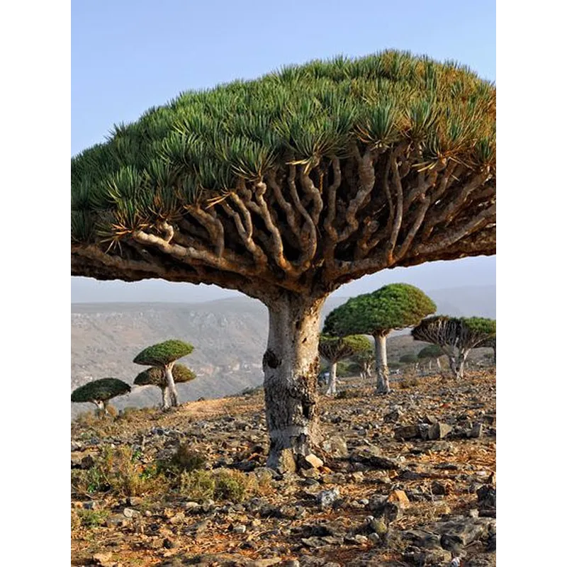 Canary Islands dragon tree Seeds (Dracaena draco) | Seeds Shop Store