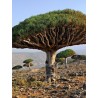Canary Islands dragon tree Seeds (Dracaena draco) | Seeds Shop Store