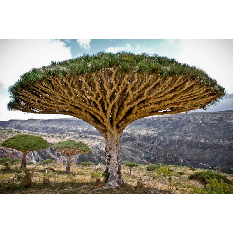 Canary Islands dragon tree Seeds (Dracaena draco) | Seeds Shop Store