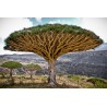 Canary Islands dragon tree Seeds (Dracaena draco) | Seeds Shop Store