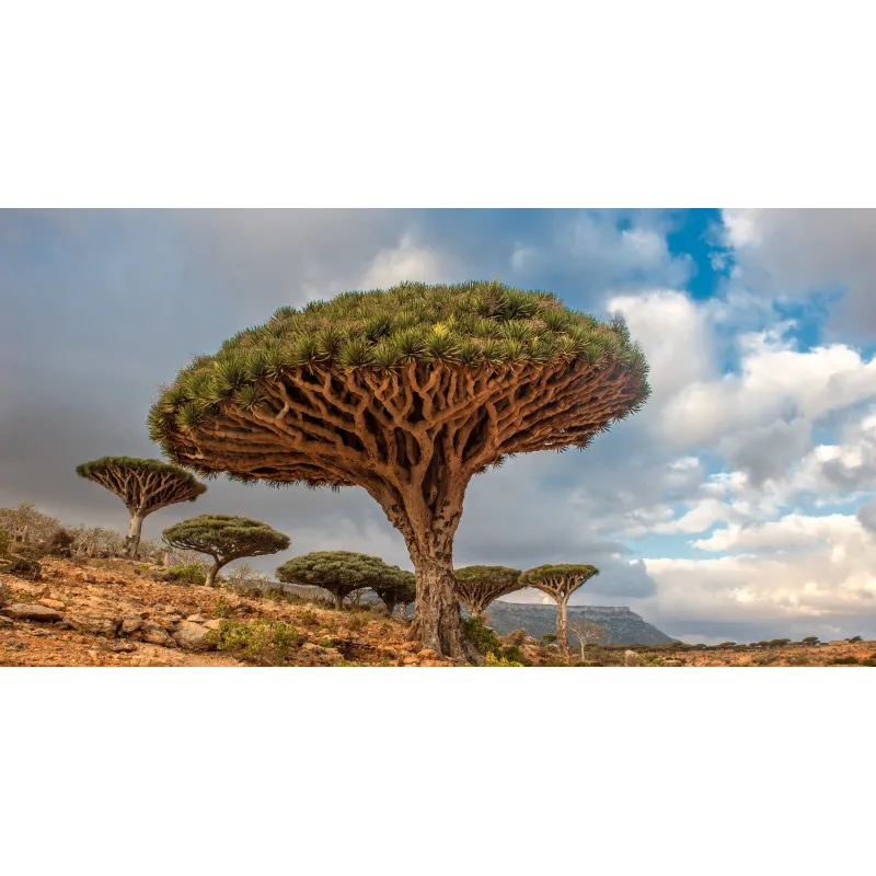 Canary Islands dragon tree Seeds (Dracaena draco) | Seeds Shop Store