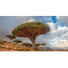 Canary Islands dragon tree Seeds (Dracaena draco) | Seeds Shop Store