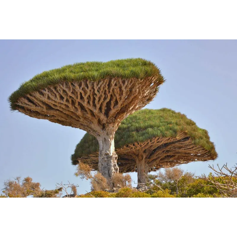 Canary Islands dragon tree Seeds (Dracaena draco) | Seeds Shop Store