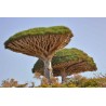 Canary Islands dragon tree Seeds (Dracaena draco) | Seeds Shop Store