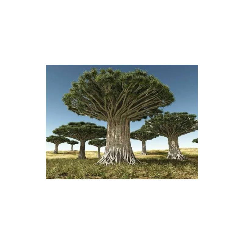 Canary Islands dragon tree Seeds (Dracaena draco) | Seeds Shop Store