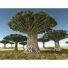 Canary Islands dragon tree Seeds (Dracaena draco) | Seeds Shop Store