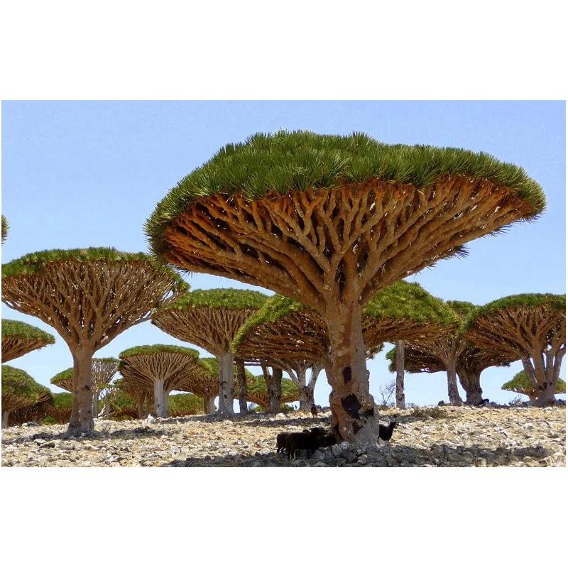 Canary Islands dragon tree Seeds (Dracaena draco) | Seeds Shop Store