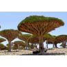 Canary Islands dragon tree Seeds (Dracaena draco) | Seeds Shop Store
